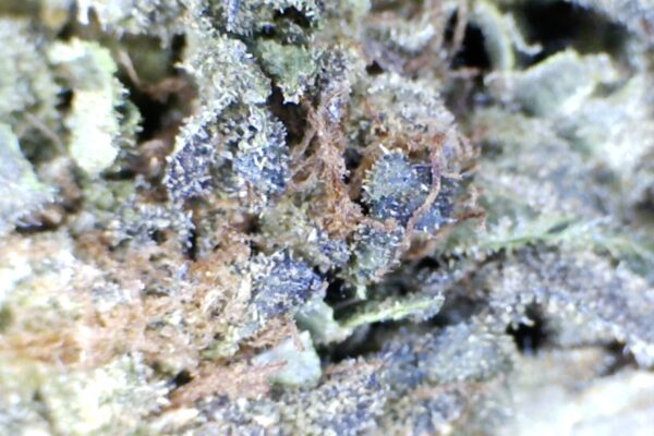 Gelato-41  by: Humboldt farms